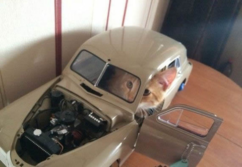 cat_driver