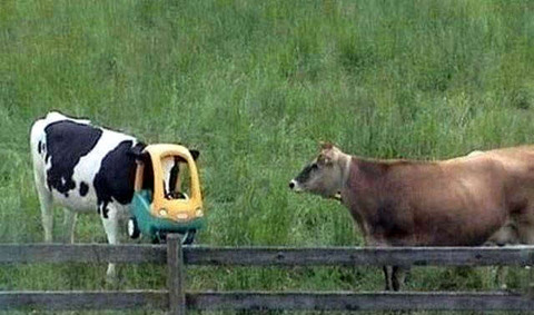 cow_drive
