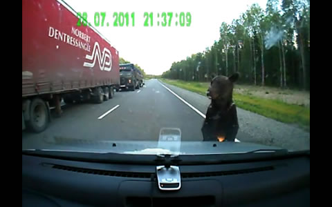 russia_bear