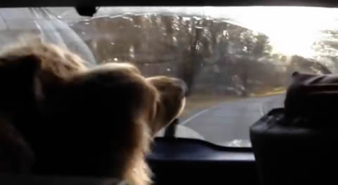 wiper_dog