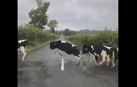 Cows jump over a white line while crossing the road