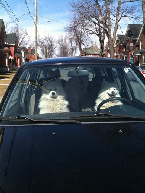 dog_drive