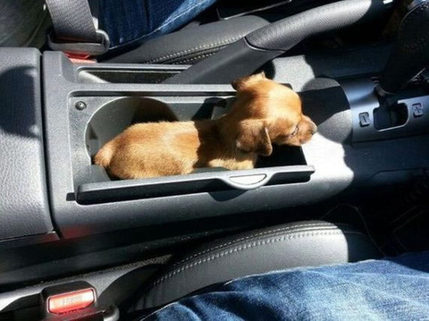 dog_holder