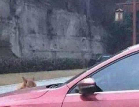 overfender_dog_s