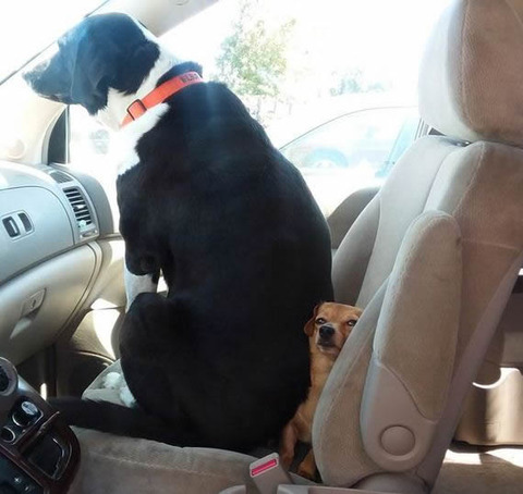 2dog