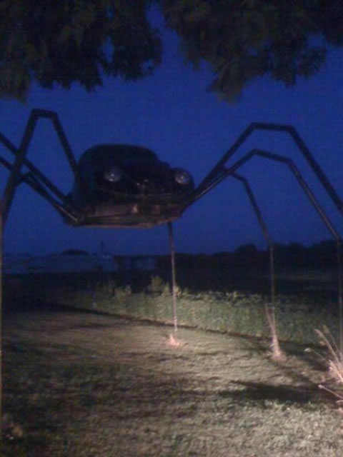 spider_beetle