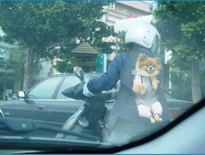 dog_bag3
