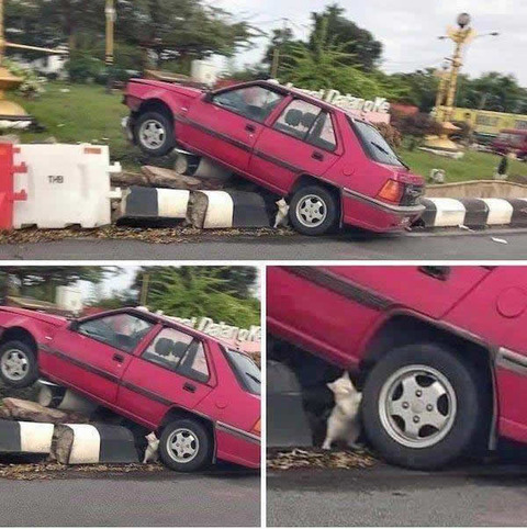 stack_car_cat