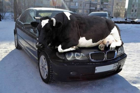 bmw_cow
