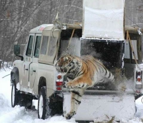 tiger34