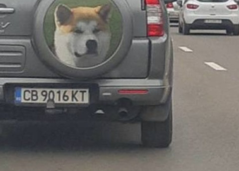 car_dog_s