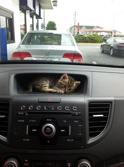 dashboard_cat