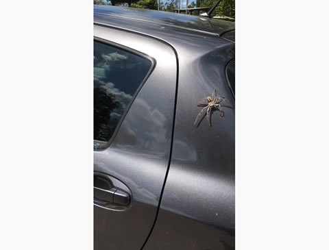 Unlikely Hero Swoops in to Save Woman From Giant Spider
