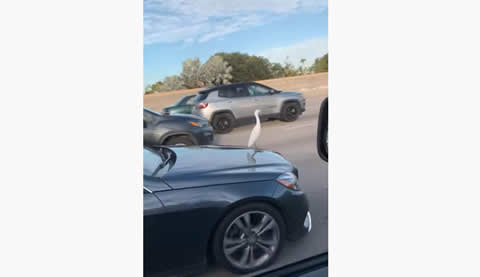 Heck of a Hood Ornament