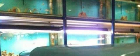 Aquarium_s