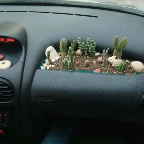 Appreciation of cactus