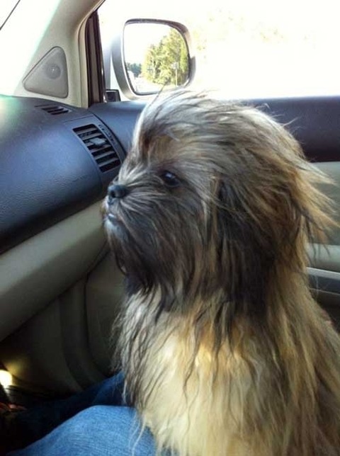 chewbacca-dog-1