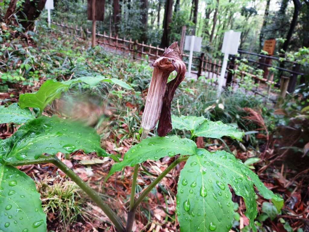ちょっと不気味なお花の紹介です 徒然散歩 ちょっと不気味なお花の紹介です 徒然散歩