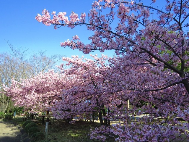 5河津桜2