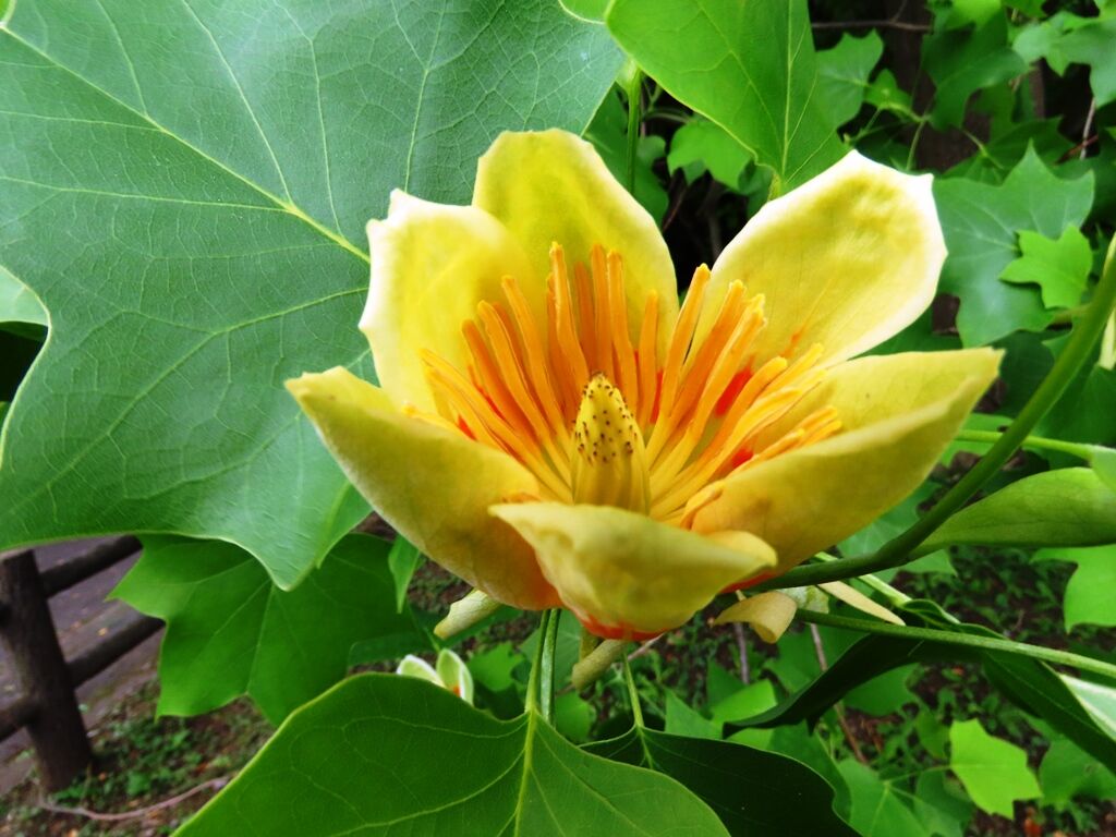 人生の句読点 ユリノキ 虫特集 徒然散歩
