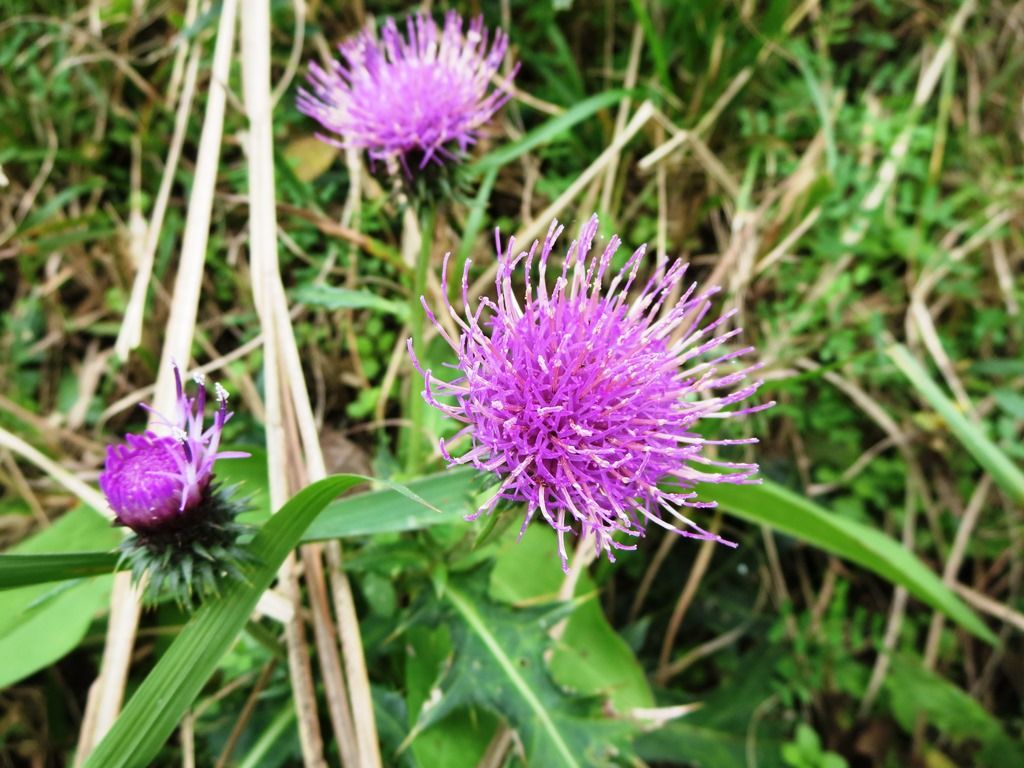 五木寛之の名言集 心を癒す山野草 徒然散歩