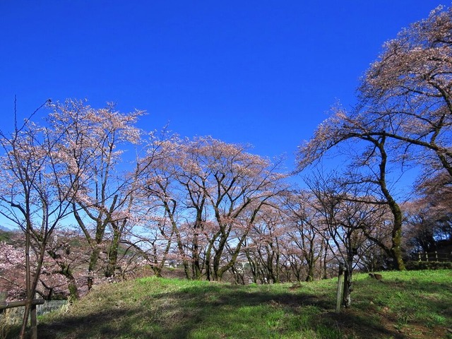 20津久井湖城山公園