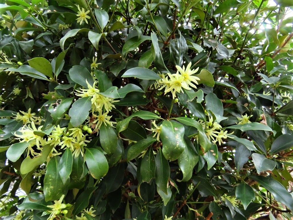 人はわが鏡 シキミ コサギ 徒然散歩