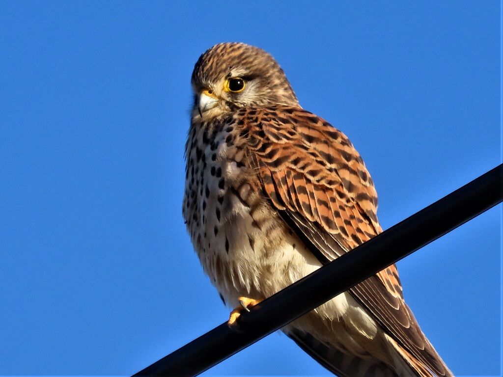 ミソサザイ】 チョウゲンボウの羽標本 ミソサザイ様専用