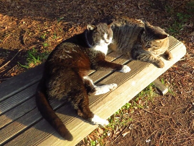 17猫