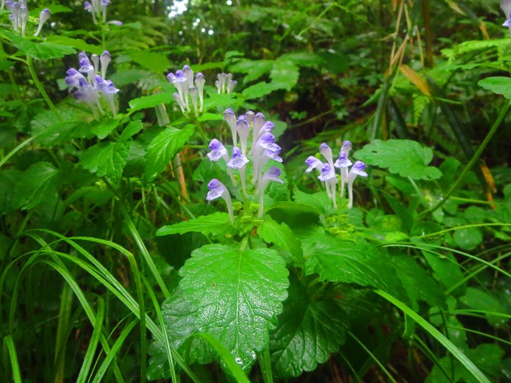 165円 メーカー包装済 オオタツナミソウ 山野草