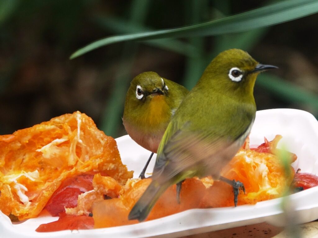 日本人への遺言 庭の鳥達 メジロ ツグミ 徒然散歩