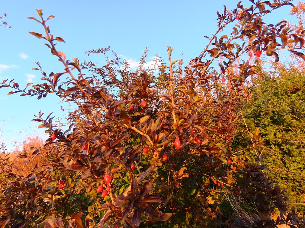寒中の木の芽 クコ 相模川夕陽 徒然散歩