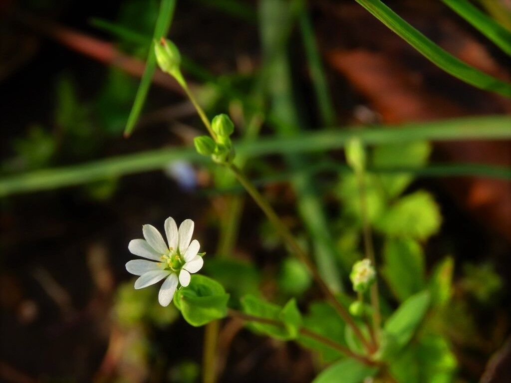 われは草なり ノミノフスマ 畦道の花々 徒然散歩 われは草なり ノミノフスマ 畦道の花々 徒然散歩