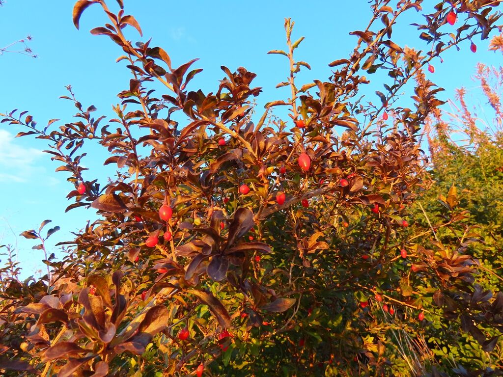寒中の木の芽 クコ 相模川夕陽 徒然散歩