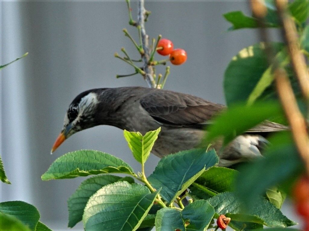 人生 主役は泥棒ムクドリ ハリエンジュ 徒然散歩
