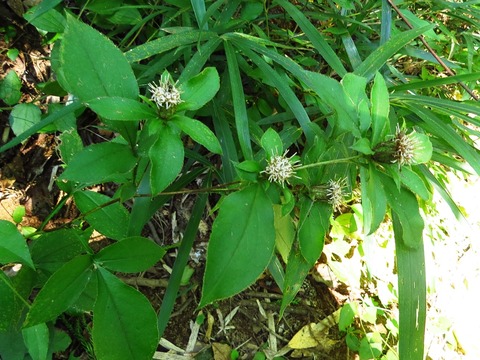 体は心の入れ物 オケラ センボンヤリ ヤマガラ 徒然散歩 体は心の入れ物 オケラ センボンヤリ ヤマガラ 徒然散歩