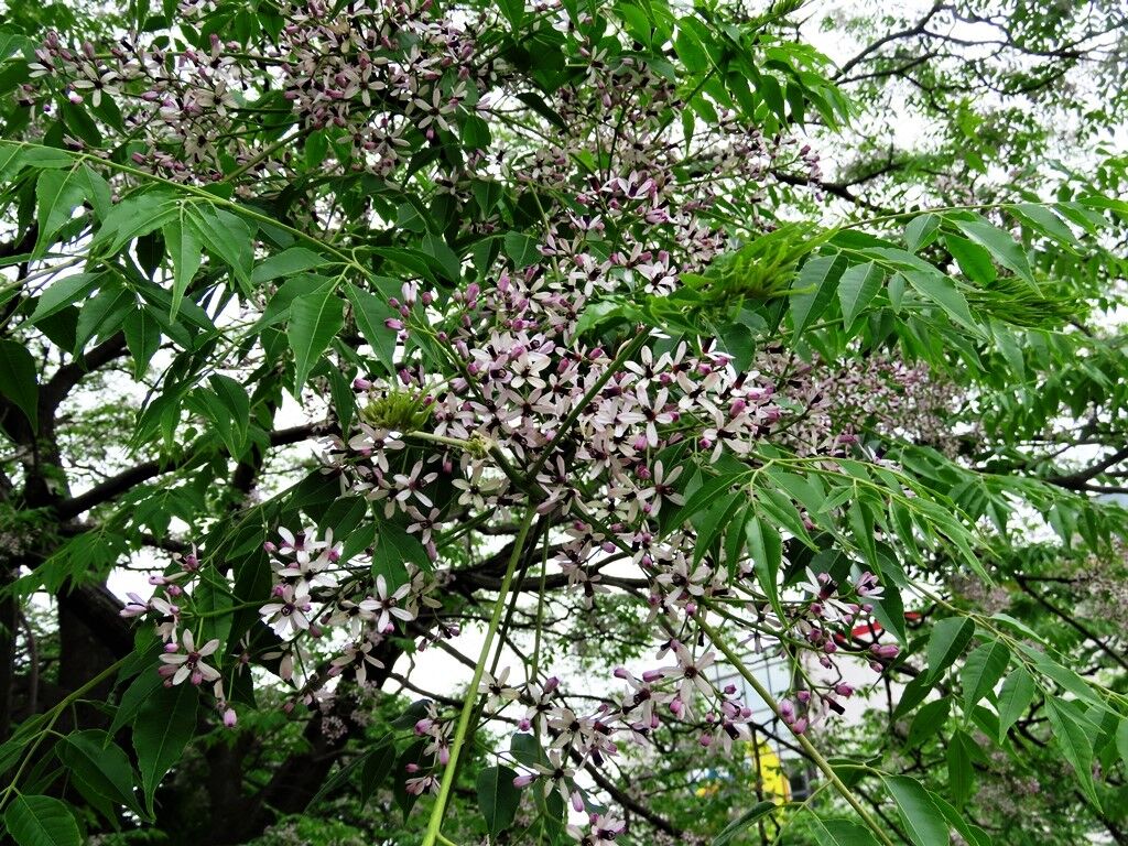 福と禍 センダン ウコギ 徒然散歩