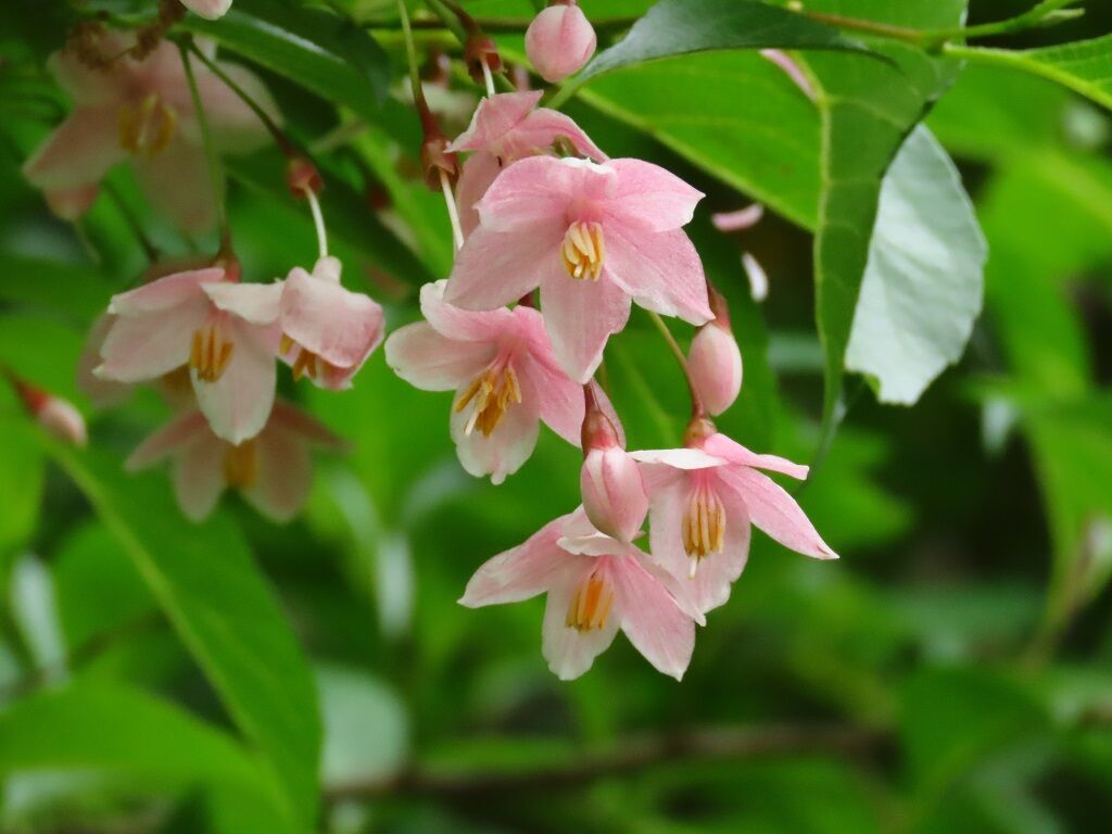 心が自由でありたい エゴノキ ハクウンボク 徒然散歩 心が自由でありたい エゴノキ ハクウンボク 徒然散歩