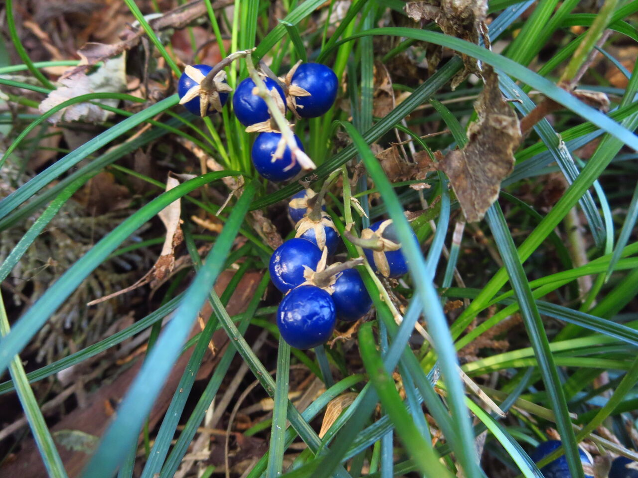 悲しみの味 ジャノヒゲ フユイチゴ 徒然散歩