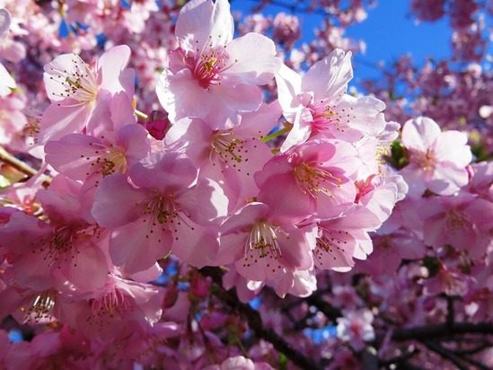 6河津桜