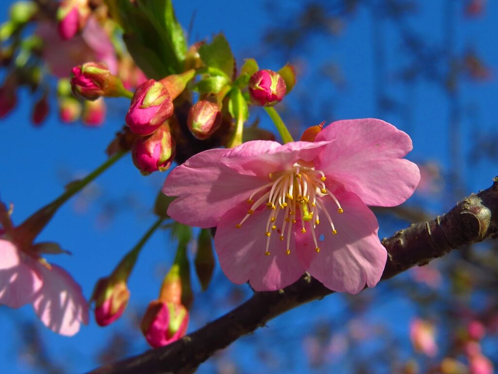 生かされている 河津桜とギンヨウアカシア 徒然散歩