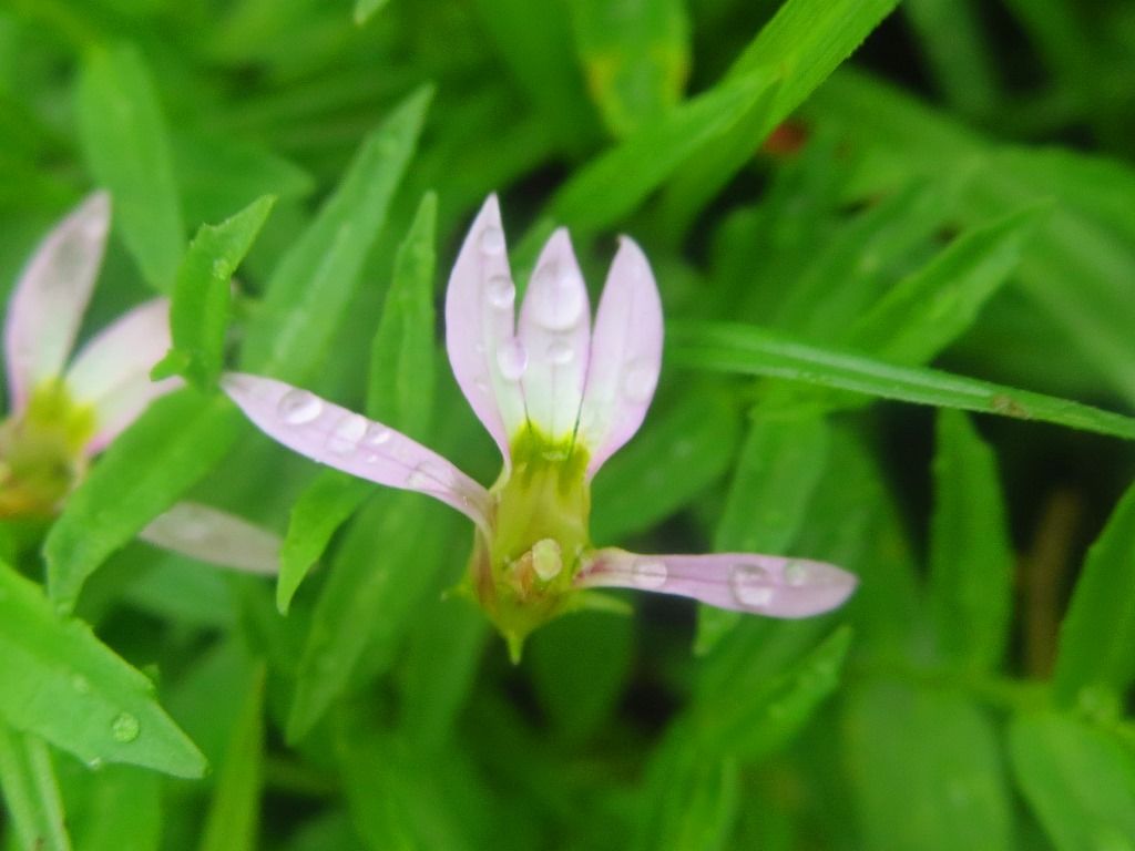 遅咲きの花 アゼムシロ エノキグサ アカネ 徒然散歩