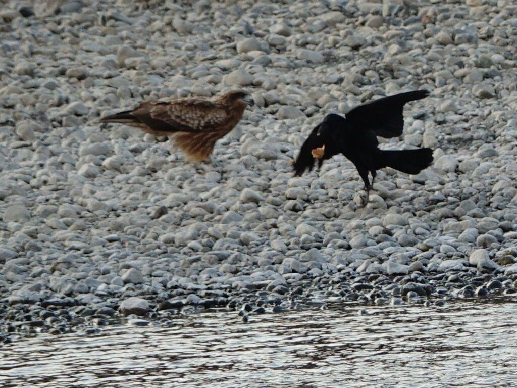 2枚目の鏡 カラスノエンドウ 鳶 烏バトル 徒然散歩 2枚目の鏡 カラスノエンドウ 鳶 烏バトル 徒然散歩