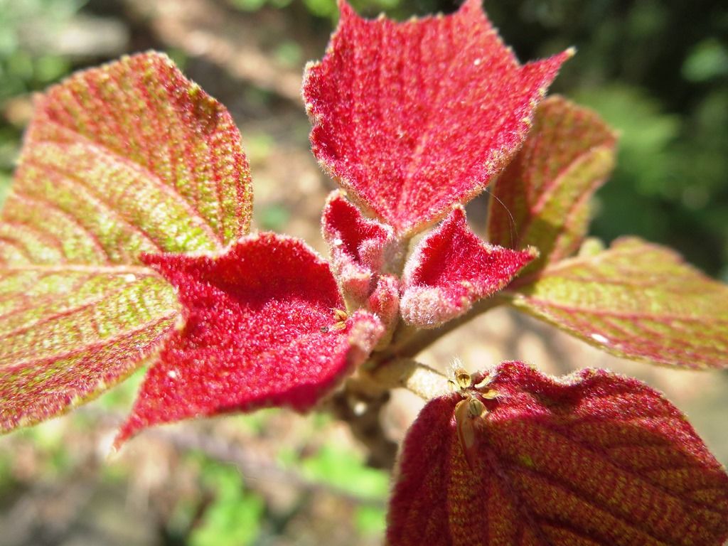 床磨き 赤芽柏と黒文字 黒花ロウバイ 徒然散歩