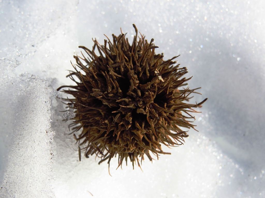 人生は愉快だ 楓 鈴懸の木 ヤドリギの実 徒然散歩