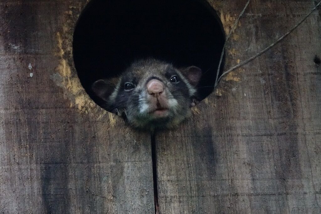 山のあなた ムササビ オオカモメヅル コバノカモメヅル 徒然散歩