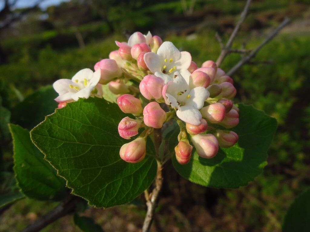 樹の心 チョウジガマズミ ジューンベリー 徒然散歩