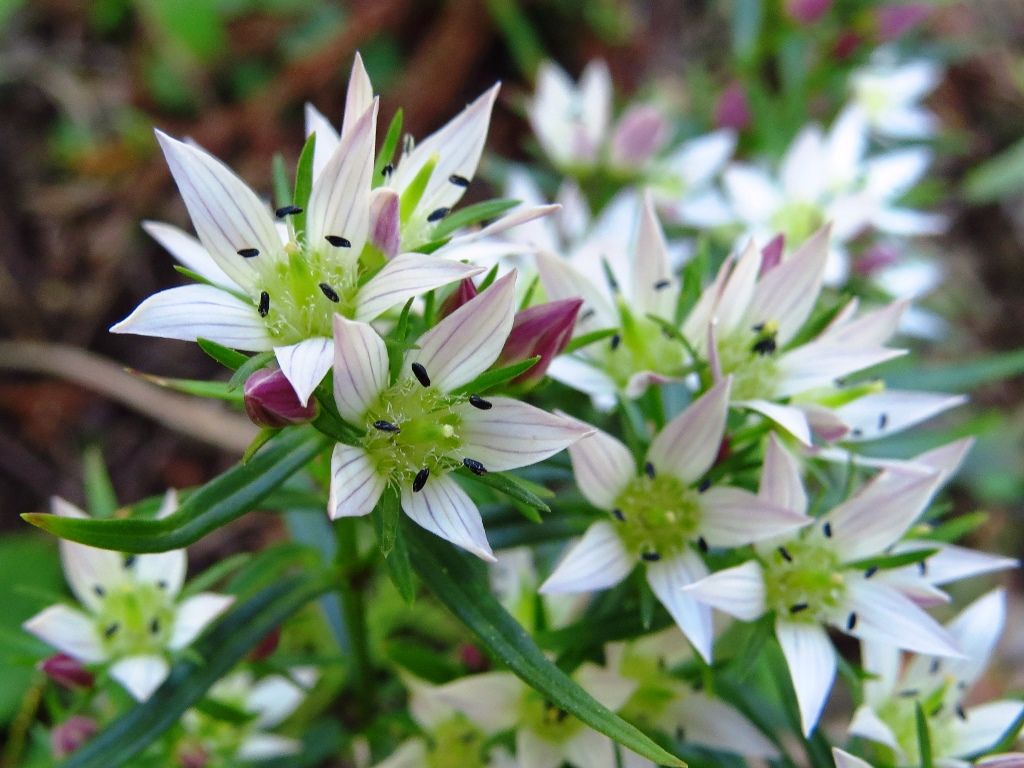心の砂時計 センブリ ヤクシソウ 徒然散歩