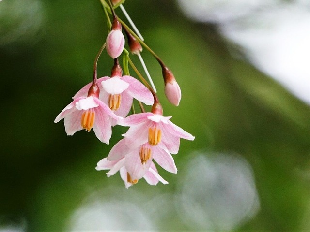 心が自由でありたい エゴノキ ハクウンボク 徒然散歩