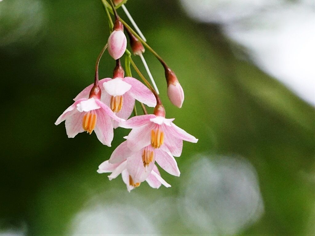 心が自由でありたい エゴノキ ハクウンボク 徒然散歩 心が自由でありたい エゴノキ ハクウンボク 徒然散歩